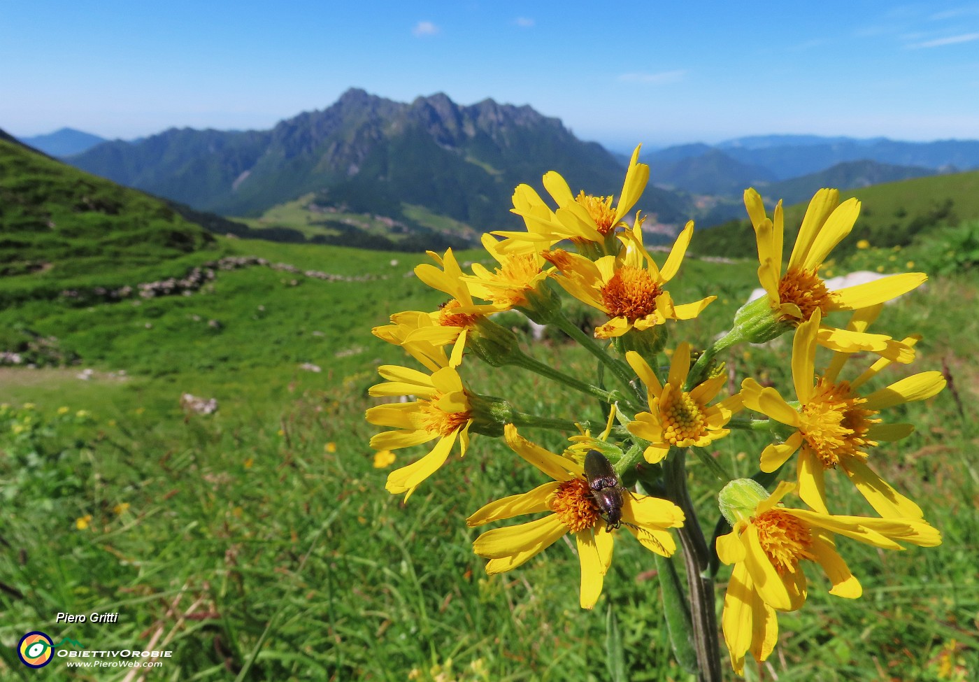 34 Tephroseris longifolia  (Senecione di Gaudin) con vista in Alben.JPG